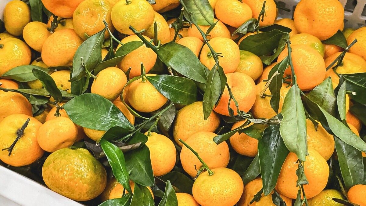 ��� ������� ������ ��������� � ������ ����: ������ ���������