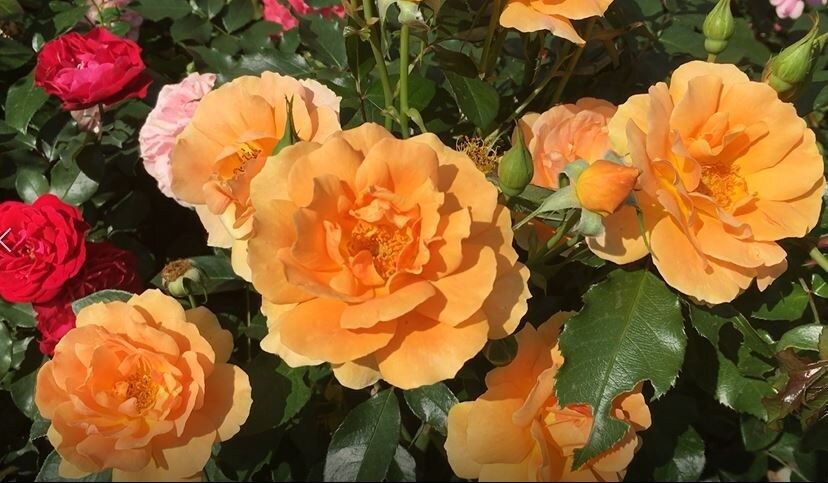 ��� ��������� ��������� ���� �� ��������