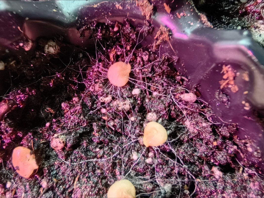 ��� ���������� �������� �������� ��������� �� 15 ���