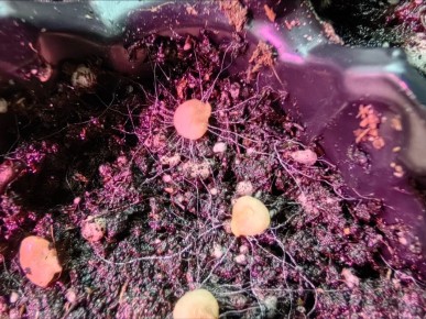 ��� ���������� �������� �������� ��������� �� 15 ���