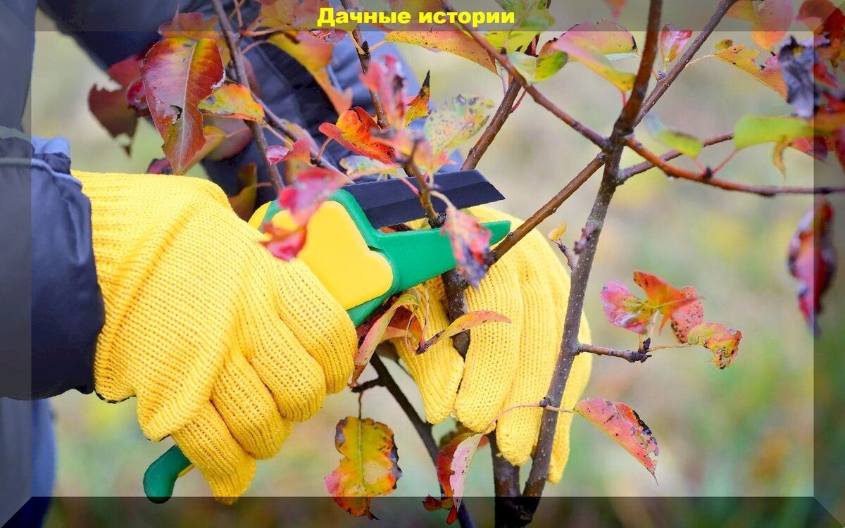 ��� ��������� �������� ������������ ����������: ������ ������ ��� ���������