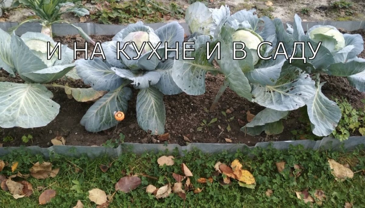 ������� �������� �������: ��� �������� �������� �� �����