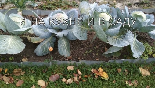 ������� �������� �������: ��� �������� �������� �� �����