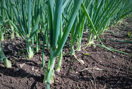 �������� ��������� ����: ��� ��������� ������� �������� � ���������� �������������� ��������