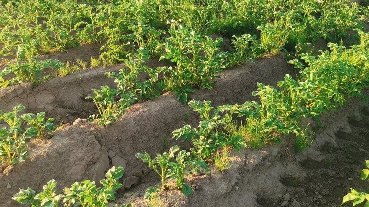 ��� �������� ������ ��������� � ������ �������: ������ ��������� �����������