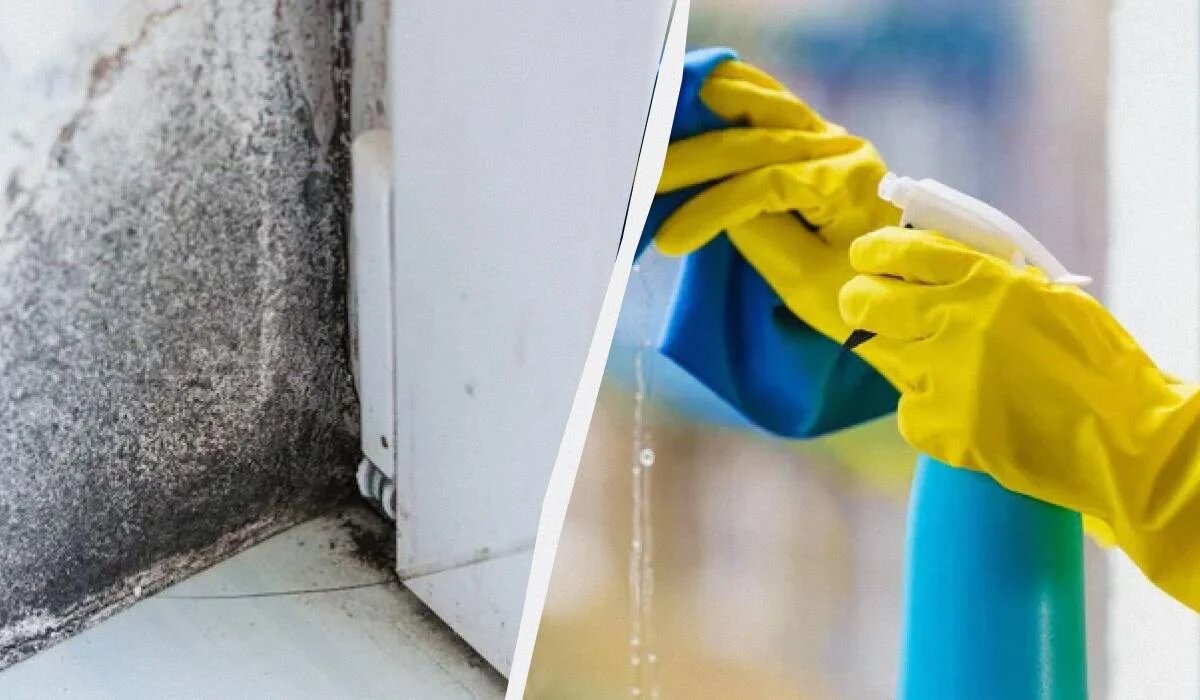 Как избавиться от черной плесени: секреты ирландских жителей