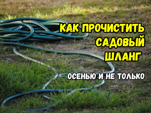 Как освежить садовый шланг осенью: хитрости для борьбы с водорослями