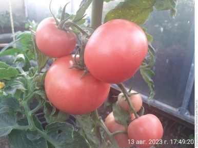 ������� ����: ��������� ����� ��� ������� ������� � ���������� �����