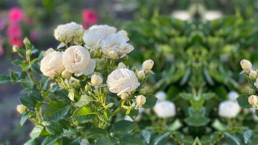 Как добиться обильного цветения роз за минимальные расходы: секреты успешного ухода