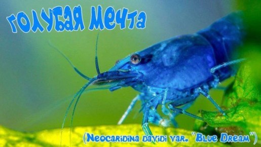 �������� ��� ����: ������������ �������� ����������� ������