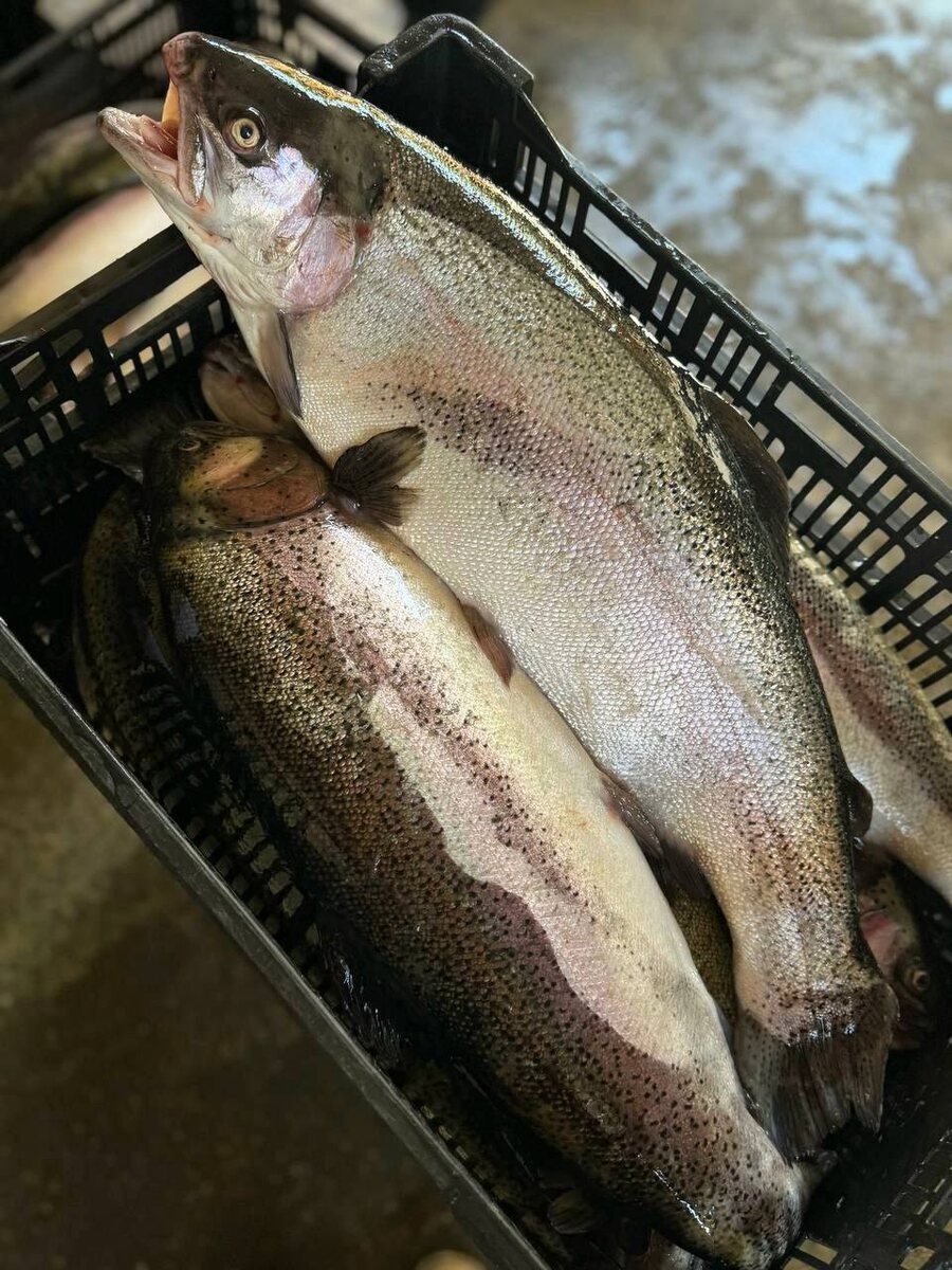 Свежая форель из Осетии: уникальное предложение на праздничный стол