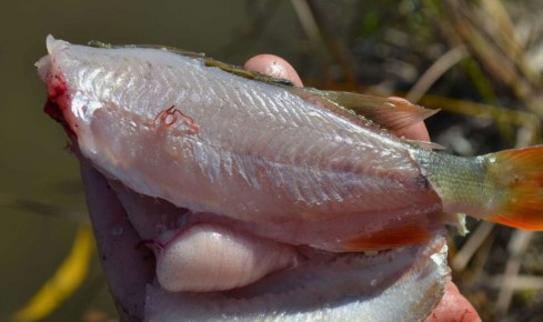 Описторхоз: Угроза, которую прячут в себе наши любимые рыбы