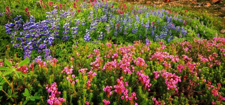 История горного чая: от дикой природы до сердца Кавказа