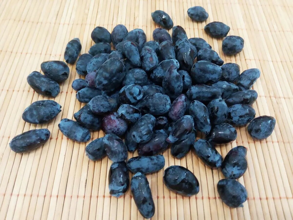 Жимолость: Вкусные Ягоды с Мощным Полезным Эффектом