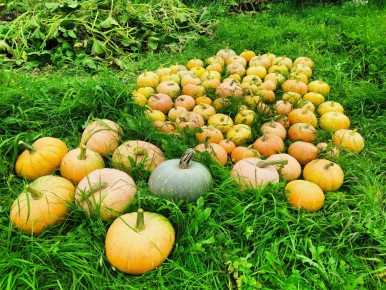 Как правильно высушить тыквенные семечки: пошаговая инструкция