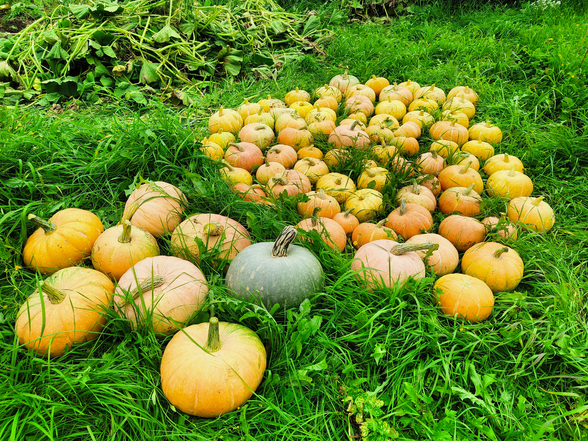 Как правильно высушить тыквенные семечки: пошаговая инструкция