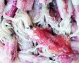 Кальмары: от выбора до приготовления