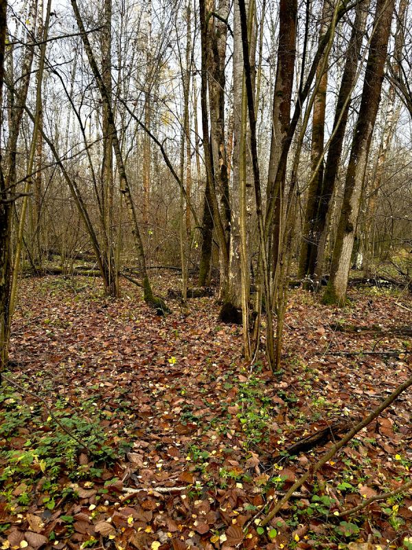 ����� �������� ����: ����������� ������� � ����� �������