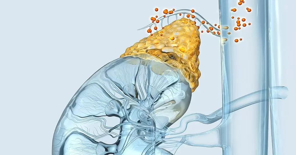 Синдром уставших надпочечников: как распознать и восстановить энергию