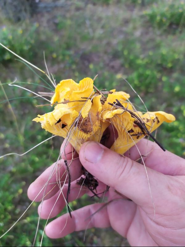 ��������� ������� � ������� ������: ������� � �������